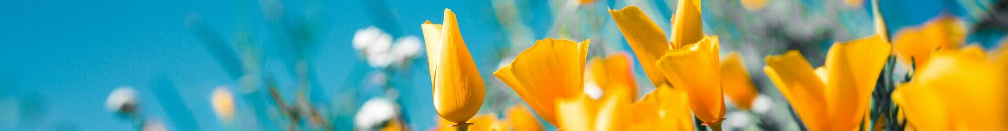 sergey shmidt koy6FlCCy5s unsplash (1)